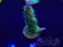 WYSIWYG Acropora spathulata Maricultura aclimatada LED