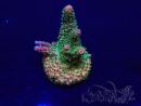 WYSIWYG Acropora Marikultur akklimatisiert LED