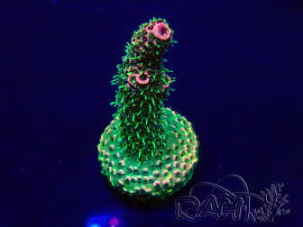 WYSIWYG Acropora Mariculture acclimaté led