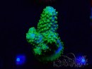 WYSIWYG Acropora Marikultur akklimatisiert LED