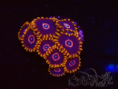 WYSIWYG - Zoanthus Red Hornet