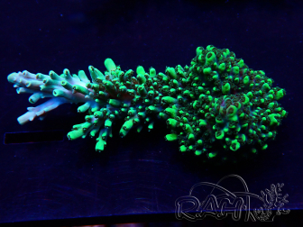 WYSIWYG Acropora Maricultuur geacclimatiseerd LED