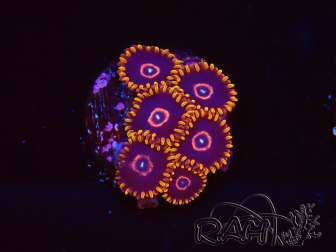 WYSIWYG - Zoanthus Red Hornet 40A6