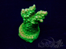 WYSIWYG Acropora 15B1 Mariculture acclimaté led