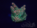 WYSIWYG Acropora Geacclimatiseerde maricultuur LED