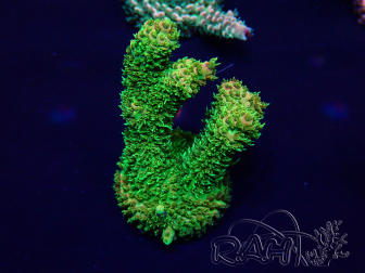 WYSIWYG Acropora Maricultured acclimated LED