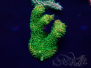 WYSIWYG Acropora Marikultur akklimatisiert LED