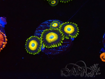 WYSIWYG Zoanthus Scrambled Eggs 40D3