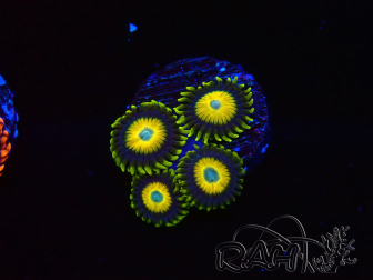 WYSIWYG Zoanthus Scrambled Eggs 40D5