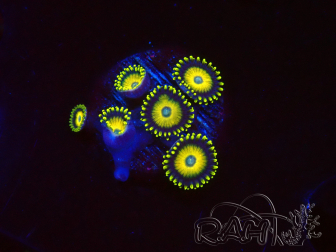 WYSIWYG Zoanthus Scrambled Eggs 40D11
