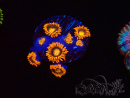 WYSIWYG - Zoanthus Orange Oxyde