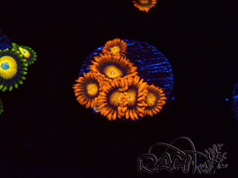 WYSIWYG - Zoanthus Orange Oxyde 40E3