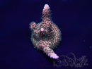 WYSIWYG Acropora millepora 15H3 Mariculture acclimaté led