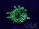 WYSIWYG Acropora Marikultur akklimatisiert LED