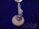 WYSIWYG Acropora Marikultur akklimatisiert LED