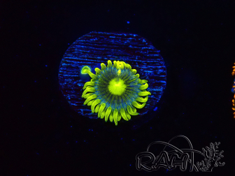 WYSIWYG - Zoanthus Corona 40J4