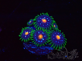 WYSIWYG - JF Zoanthus Stargazer 40K2