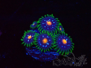WYSIWYG - JF Zoanthus Stargazer 40K2
