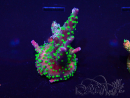 WYSIWYG Acropora Marikultur akklimatisiert LED