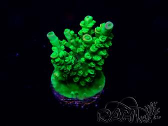 WYSIWYG Acropora millepora Mariculture acclimaté led