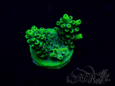 WYSIWYG Acropora millepora Mariculture acclimaté led