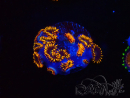 WYSIWYG - Zoanthus Rainbow Hornet 40K11