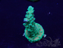 WYSIWYG Acropora 15I8 Maricultura aclimatada LED
