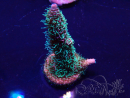 WYSIWYG Acropora spathulata Maricoltura acclimatata a LED