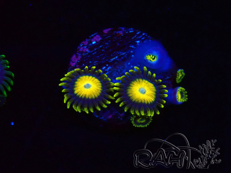 WYSIWYG Zoanthus Scrambled Eggs