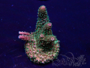 WYSIWYG Acropora Marikultur akklimatisiert LED