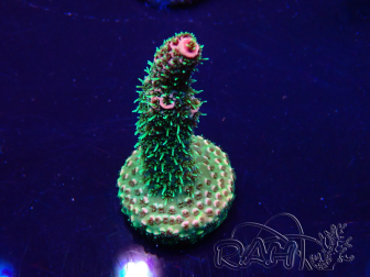 WYSIWYG Acropora Mariculture acclimaté led