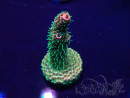 WYSIWYG Acropora Mariculture acclimaté led