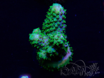 WYSIWYG Acropora Mariculture acclimated LED