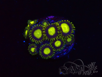 WYSIWYG - Zoanthus King Midas 40R4