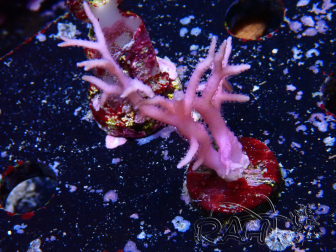 WYSIWYG Seriatopora histrix rose 1J1