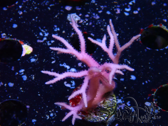 WYSIWYG Seriatopora histrix rosa