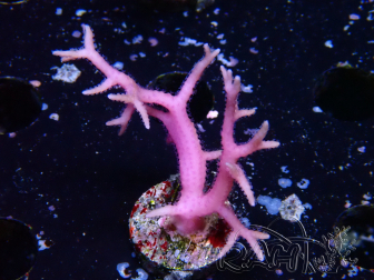 WYSIWYG Seriatopora histrix rosa