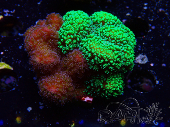 WYSIWYG - Stylophora Chimera (Pink and Green Bush/Green Fluo) 3