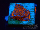 WYSIWYG Montipora Superman
