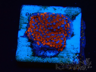 WYSIWYG Montipora Superman