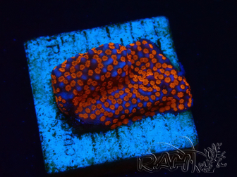 WYSIWYG Montipora Superman