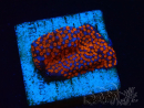 WYSIWYG Montipora Superman