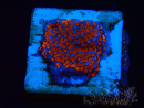 WYSIWYG Montipora Superman 11A4