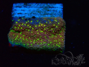 WYSIWYG Montipora Habanero 11C6