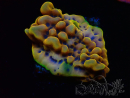WYSIWYG Montipora Crazy T