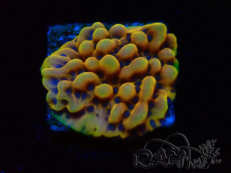 WYSIWYG Montipora Crazy T