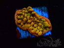 WYSIWYG RAH Montipora Passion Fruit