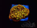 WYSIWYG RAH Montipora Passion Fruit