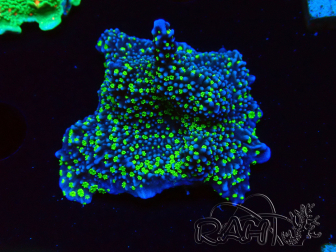 WYSIWYG Montipora hispida Hulk 11K1