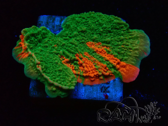 WYSIWYG Montipora-Platte GRAFTED ULTRA